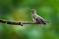 Kolibrik skvrnitoprsy - Phaeochroa cuvierii - Scaly-breasted hummingbird o2410